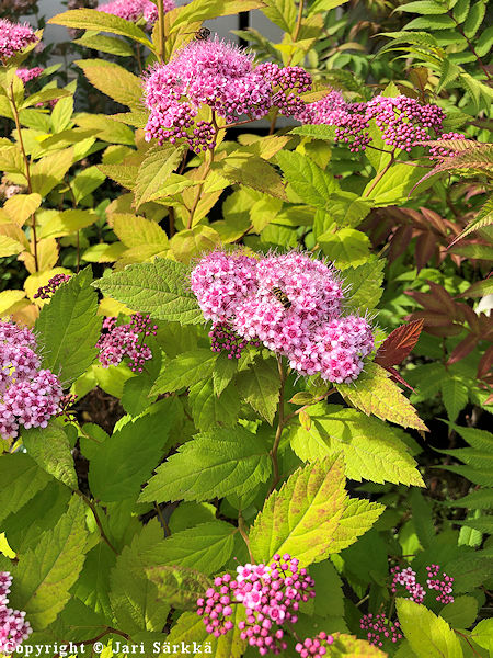 Spiraea Tracy Double Play Big Band, pensasangervo